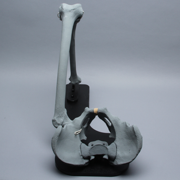 Hip Assembly with Radiopaque Properties on Stand, Male