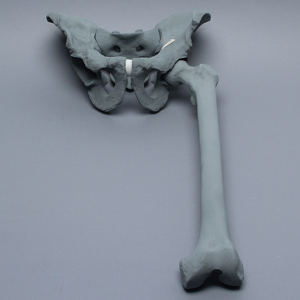 Pelvis with Removable Femur, Full Male, Radiopaque