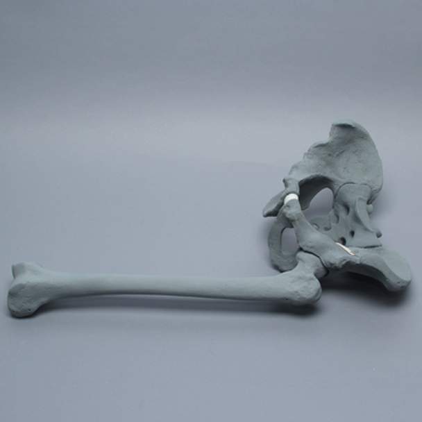 Pelvis with Removable Femur, Full Male, Radiopaque