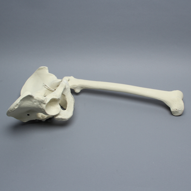 Pelvis with Removable Femur, Full Male, Foam Cortical