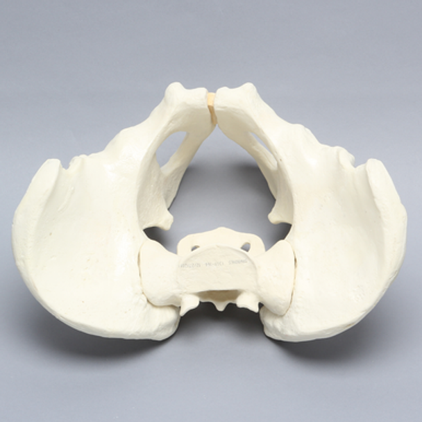 Pelvis, Salter's Osteotomy, Full Male, Foam Cortical