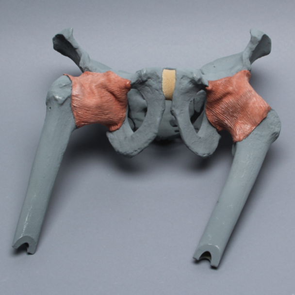 Pelvis with Proximal Femurs, Full Male, Radiopaque