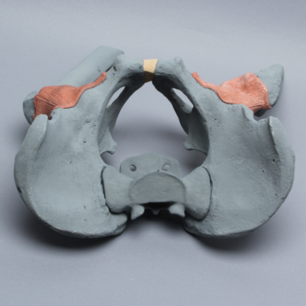 Pelvis with Proximal Femurs, Full Male, Radiopaque