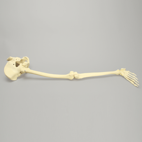 Hip Assembly with Foot, Male