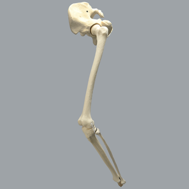 Hip Assembly with Replaceable Knee #1145-33-1, Male