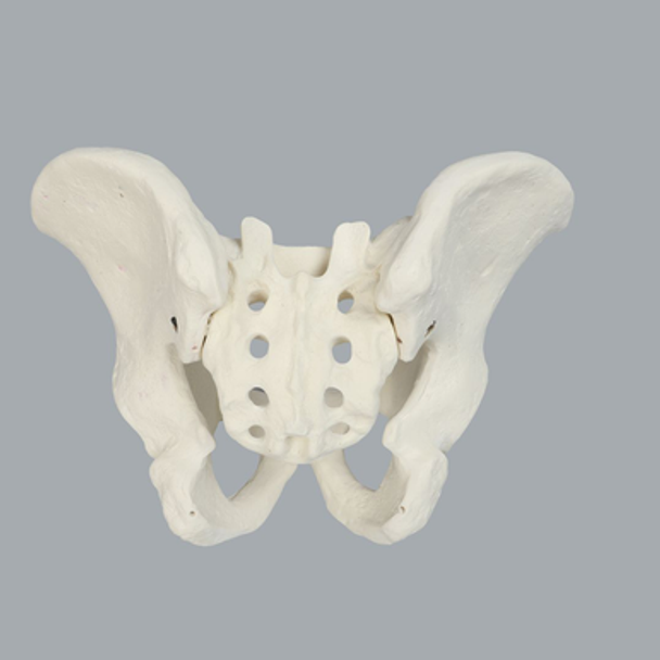 Pelvis, Full Male, Foam Cortical