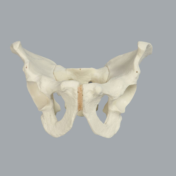 Pelvis, Full Male, Foam Cortical