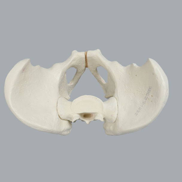 Pelvis, Full Male, Foam Cortical