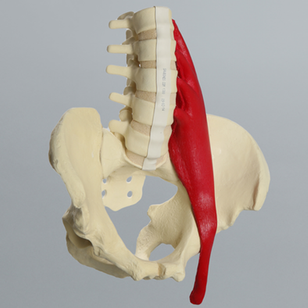 Lumbar Spine with Full Pelvis and Psoas Muscle, Solid Foam
