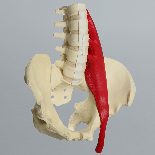 Lumbar Spine with Full Pelvis and Psoas Muscle, Solid Foam