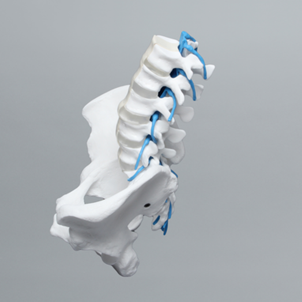 Lumbar Spine with Full Pelvis and Nerve Roots, Solid White Plastic