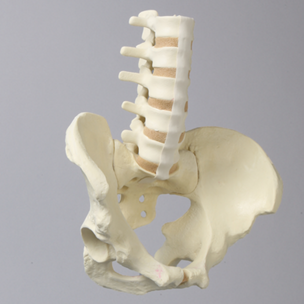 Lumbar Spine with Pelvis, Full Male, Foam Cortical