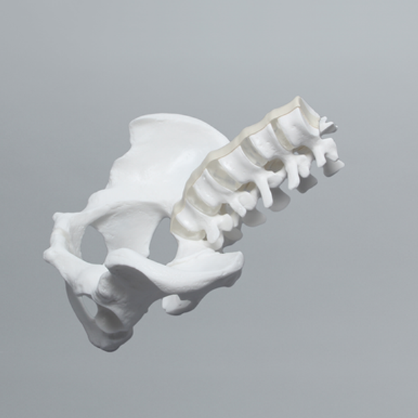 Lumbar Spine with Full Pelvis, Male, Solid White Plastic