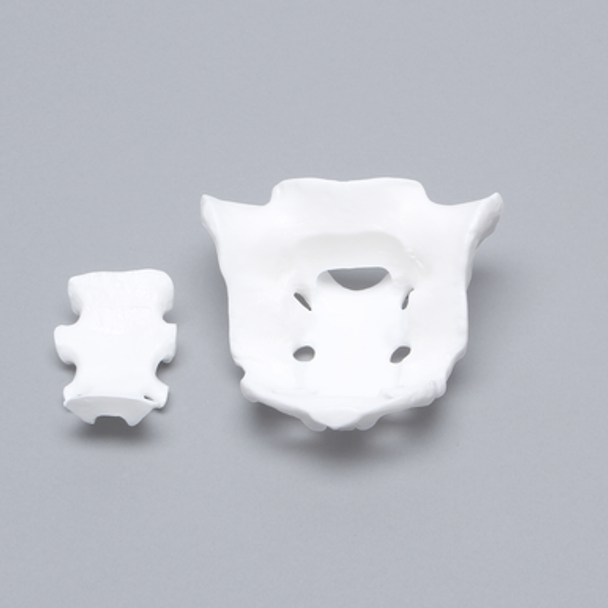 Sacrum, Two Piece Construction, Solid White Plastic