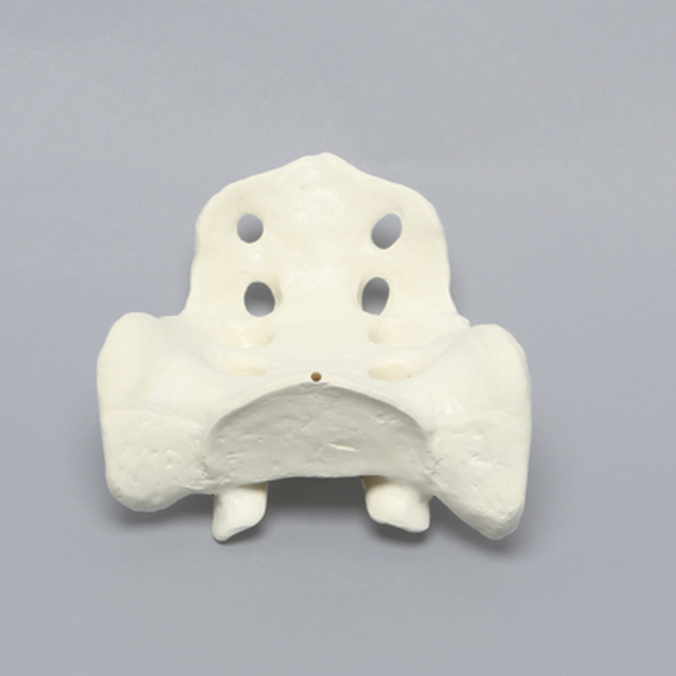 Sacrum, Male, Foam Cortical