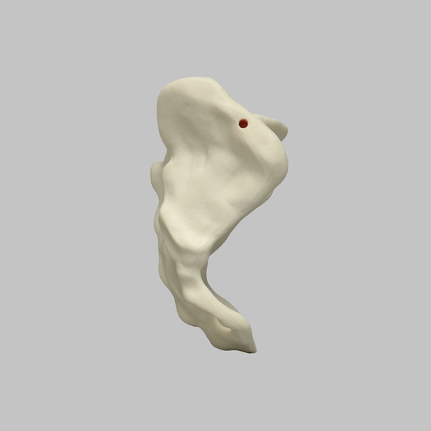 Sacrum, Male, Foam Cortical