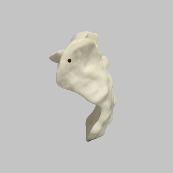 Sacrum, Male, Foam Cortical
