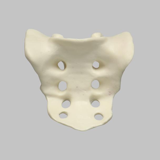 Sacrum, Male, Foam Cortical