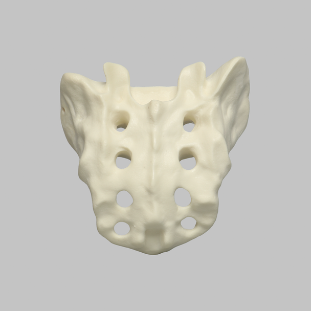 Sacrum, Male, Foam Cortical