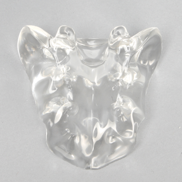 Sacrum, Solid Clear Plastic