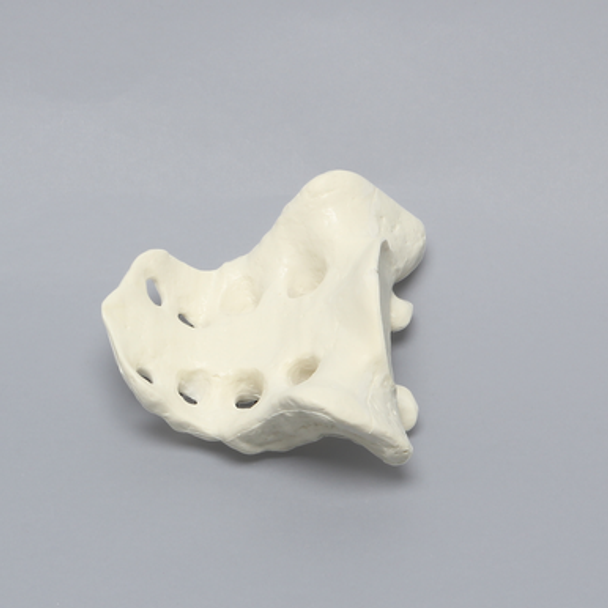 Sacrum, Male, Solid Foam