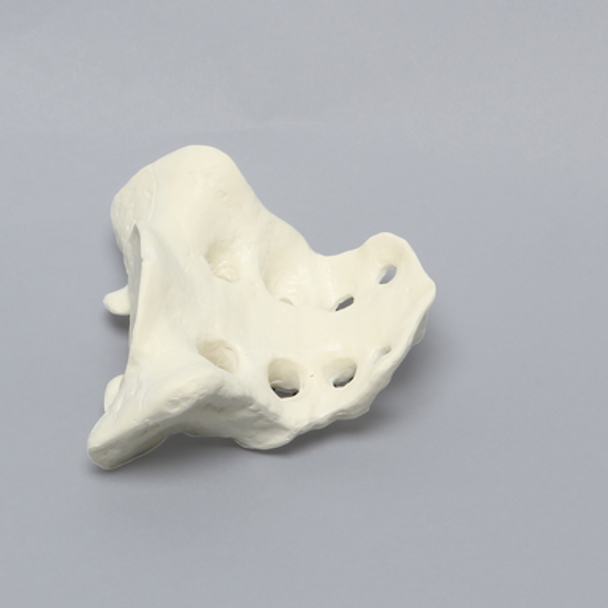 Sacrum, Male, Solid Foam