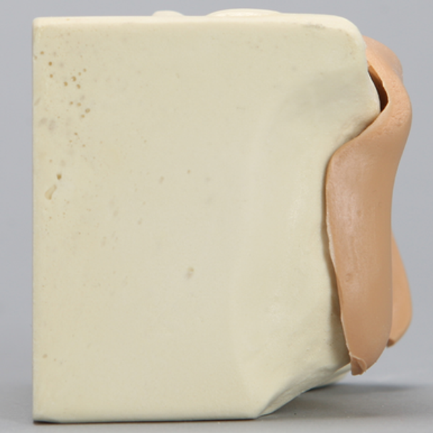 Acetabulum on Block with Labrum, Solid Foam, Left