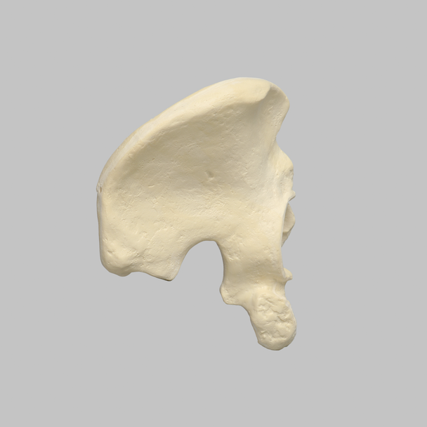 Hemi Pelvis with 57mm Acetabulum, Foam Cortical, Right