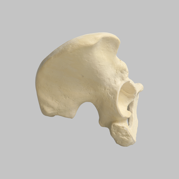 Hemi Pelvis with 57mm Acetabulum, Foam Cortical, Right