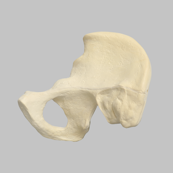 Hemi Pelvis with 57mm Acetabulum, Foam Cortical, Right