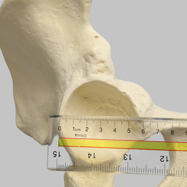 Hemi Pelvis with 57mm Acetabulum, Foam Cortical, Right