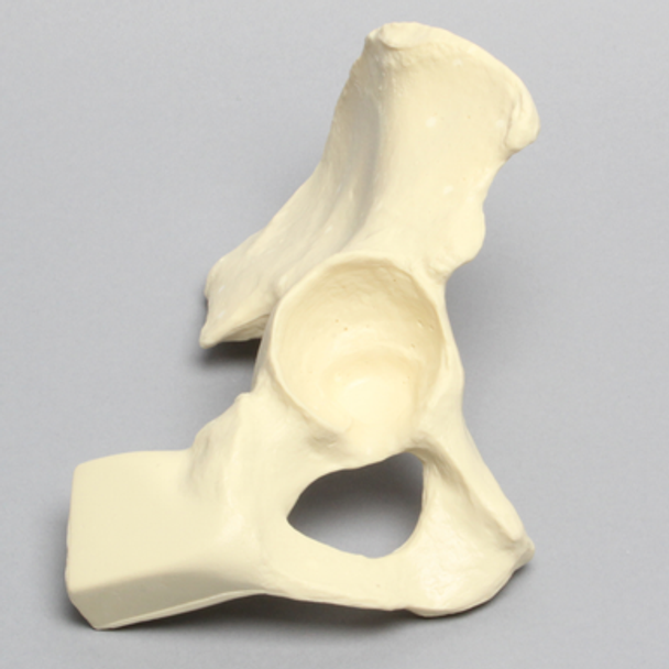 Hemi Pelvis with Vise Attachment on Ischium, Foam Cortical, Right