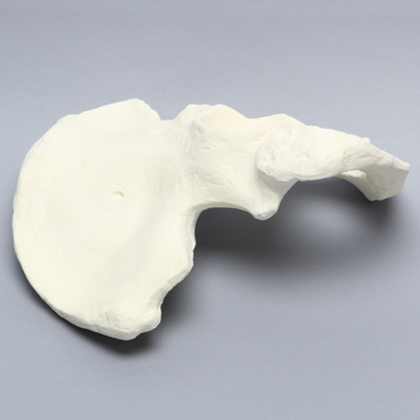 Hemi Pelvis, Male, Solid Foam, Right