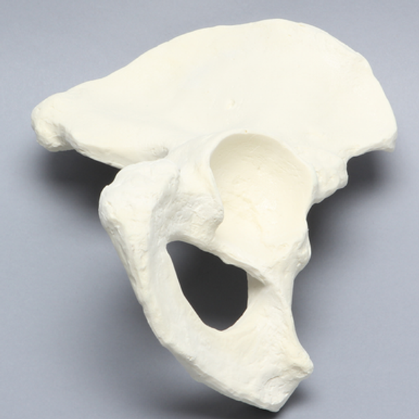 Hemi Pelvis, Male, Solid Foam, Right