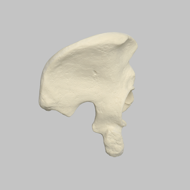 Hemi Pelvis, Male, Solid Foam, Right