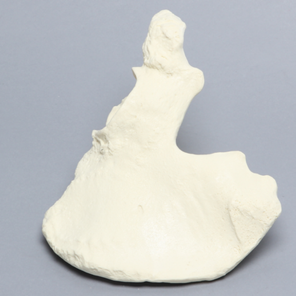 Hemi Pelvis, Female, Solid Foam, Right