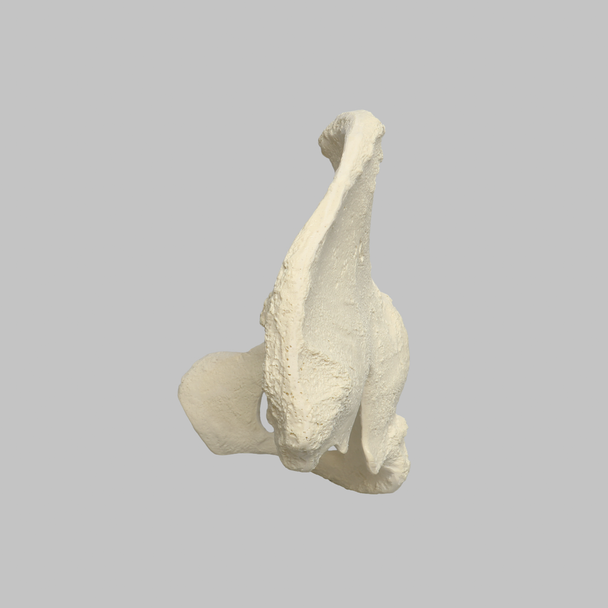 Hemi Pelvis, Female, Solid Foam, Right