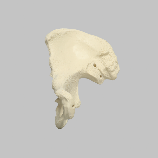 Hemi Pelvis, Female, Solid Foam, Right