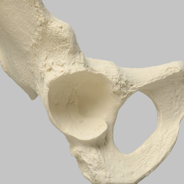Hemi Pelvis, Female, Solid Foam, Right
