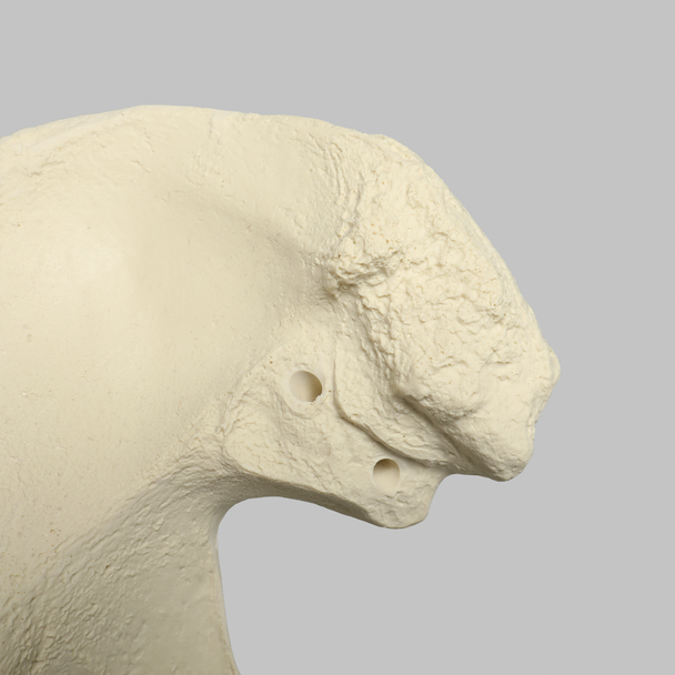 Hemi Pelvis, Female, Solid Foam, Right