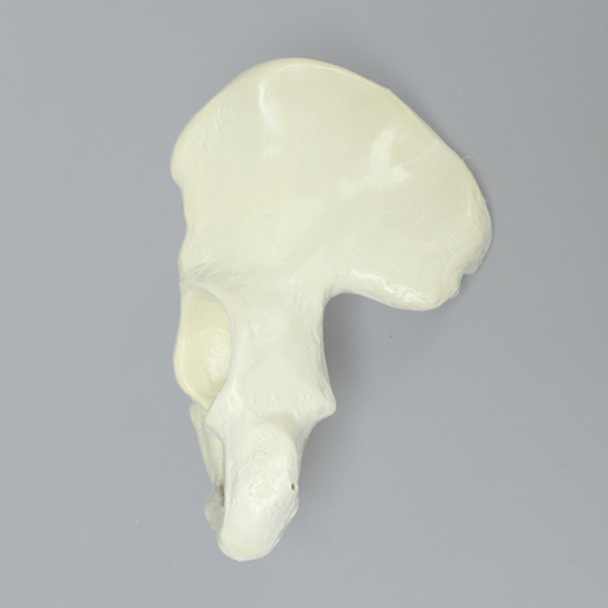 Hemi Pelvis with Average Asian Anatomical Attributes, Foam Cortical Shell, Left