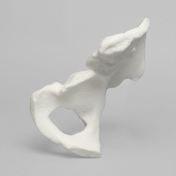 Hemi Pelvis, Male, Solid White Plastic