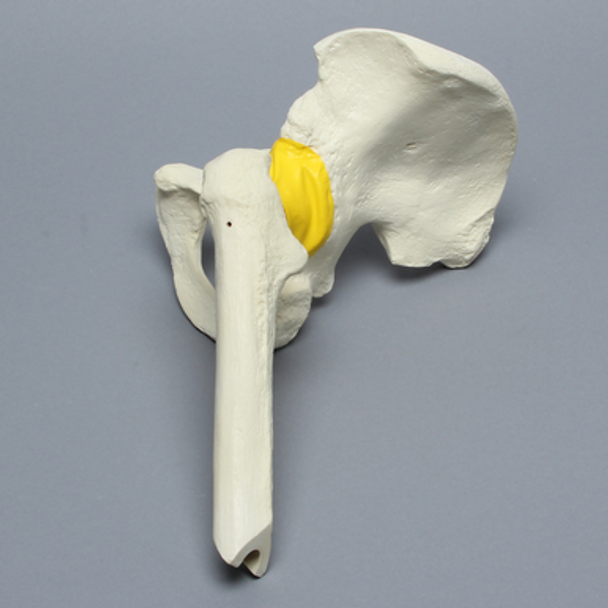Hemi Pelvis with Encapsulated Femur, Foam Cortical, Left