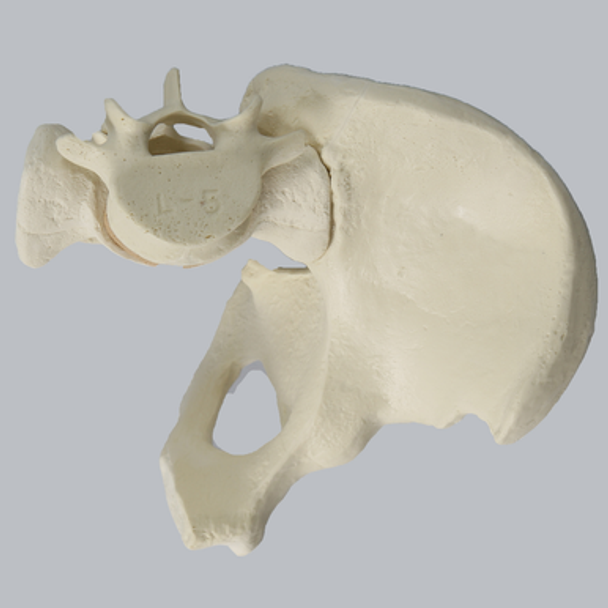 Hemi Pelvis and Sacrum, Solid Foam, Left