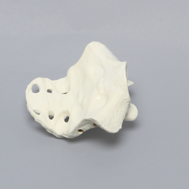 Sacrum, Female, Solid Foam