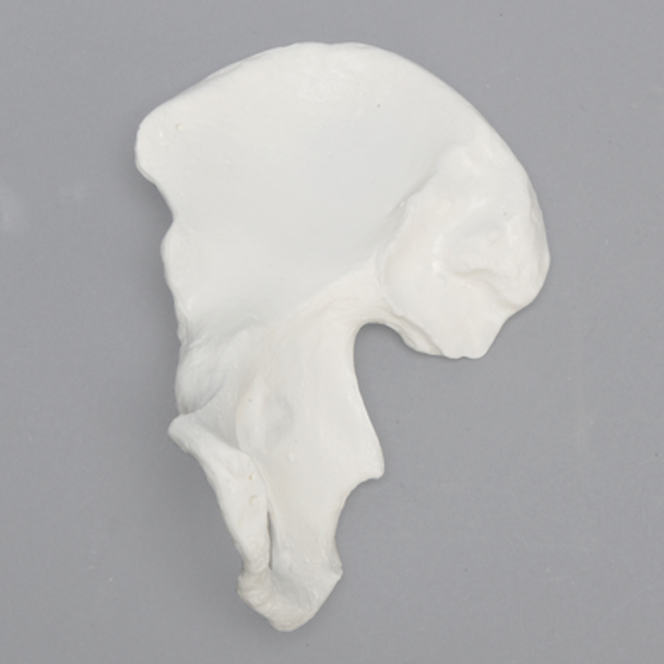 Hemi Pelvis, Female, Solid White Plastic, Right