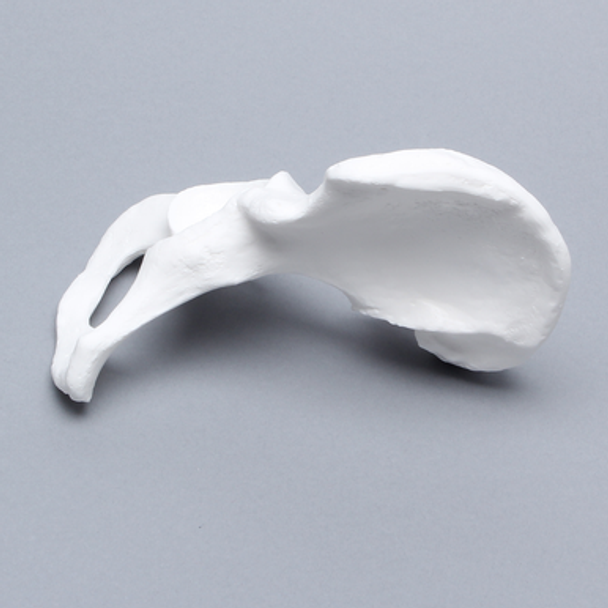 Hemi Pelvis, Female, Solid White Plastic, Right