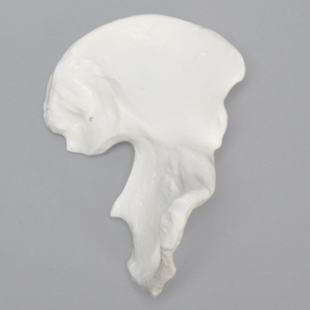 Hemi Pelvis, Female, Solid White Plastic, Left