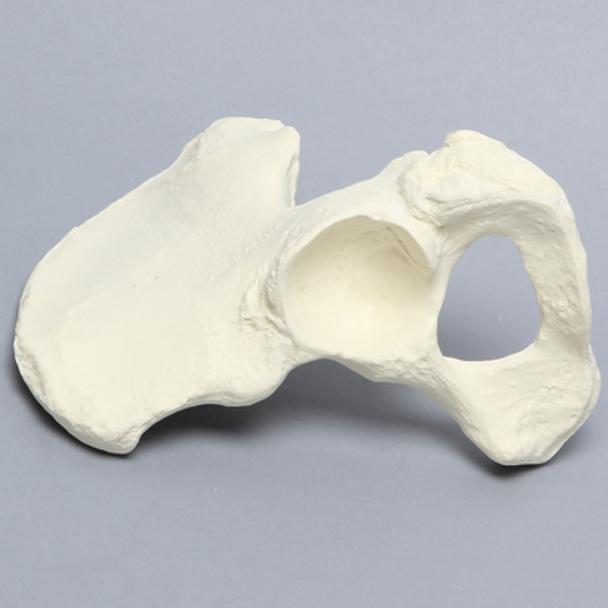 Hemi Pelvis, Female, Solid Foam, Left