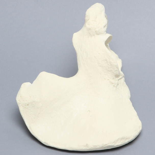 Hemi Pelvis, Female, Solid Foam, Left